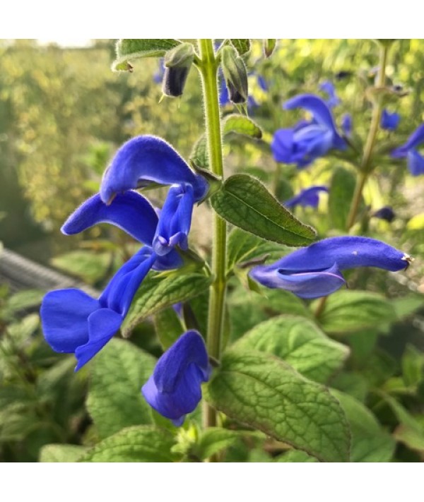 Salvia patens Patio Deep Blue (2lt)