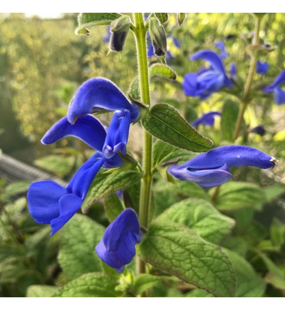 Salvia patens Patio Deep Blue (1lt)