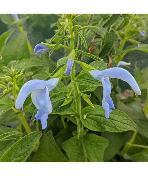 Salvia patens Patio Sky Blue (2lt)