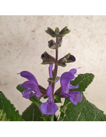 Salvia pratensis Midnight Model (1lt)