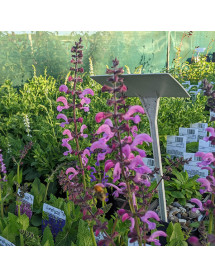 Salvia pratensis Moulin Rouge (1lt)