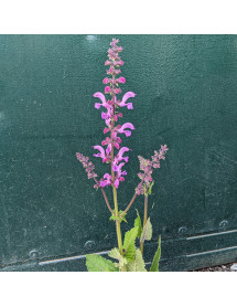 Salvia pratensis Moulin Rouge (1lt)