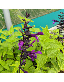 Salvia Rockin Deep Purple (1.5lt)