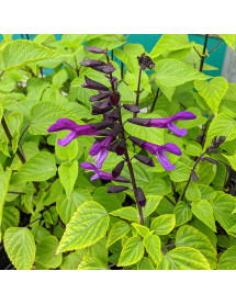 Salvia Rockin Deep Purple (1.5lt)