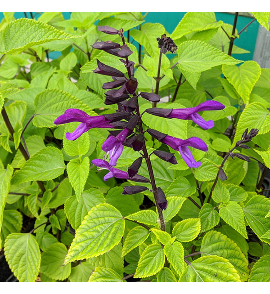 Salvia Rockin Deep Purple (1.5lt)