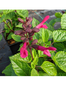 Salvia Rockin Fuchsia (1.5lt)