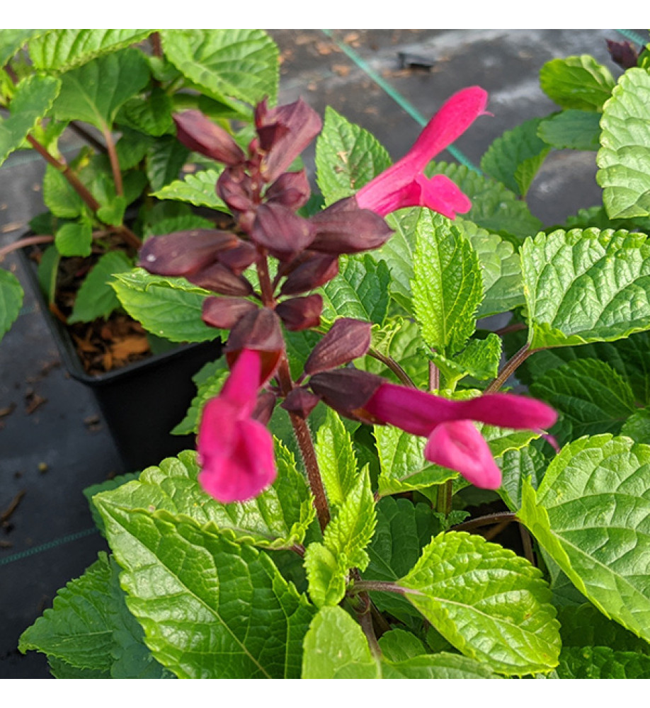 Salvia Rockin Fuchsia (1.5lt)