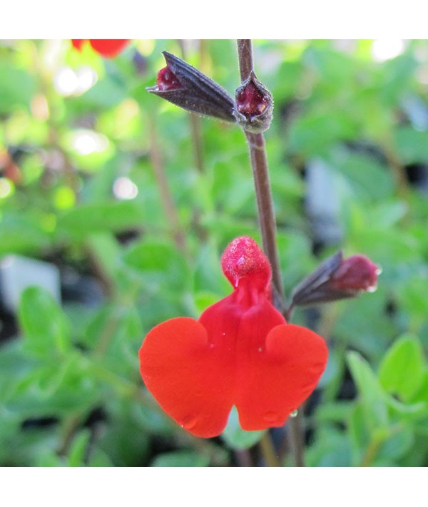 Salvia Royal Bumble (1lt)