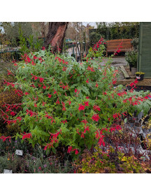 Salvia elegans Scarlet Pineapple (9cm)