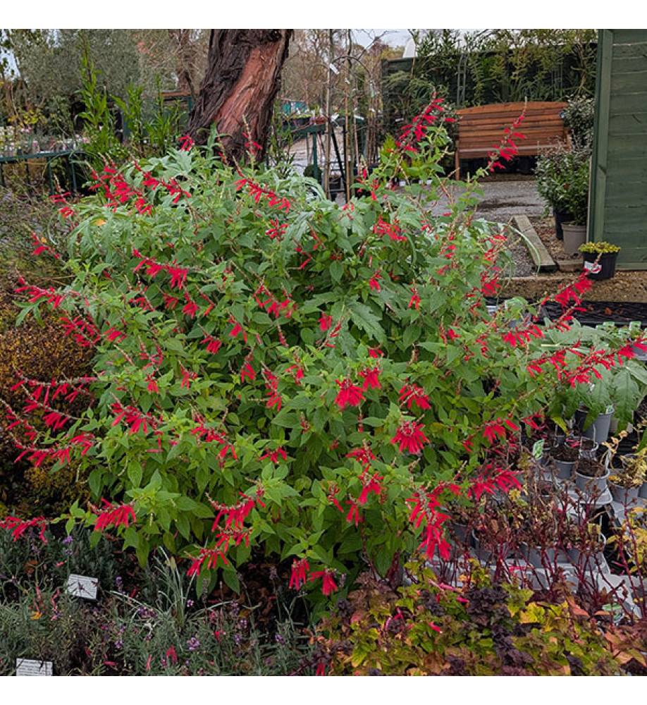 Salvia elegans Scarlet Pineapple (9cm)