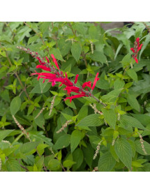 Salvia elegans Scarlet Pineapple (9cm)
