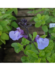 Salvia microphylla So Cool Pale Blue (1lt)