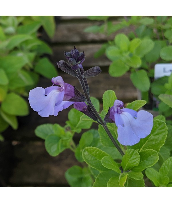 Salvia microphylla So Cool Pale Blue (1lt)