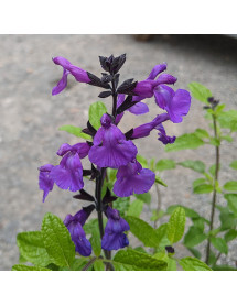 Salvia microphylla So Cool Purple (1lt)