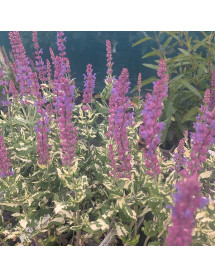 Salvia x digenea Stormy Night (AKA Salvia x superba Stormy Night)(1lt)