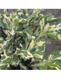 Salvia x digenea Stormy Night (AKA Salvia x superba Stormy Night)(1lt) Salvia x digenea Stormy Night (AKA Salvia x superba Stormy Night)(1lt)