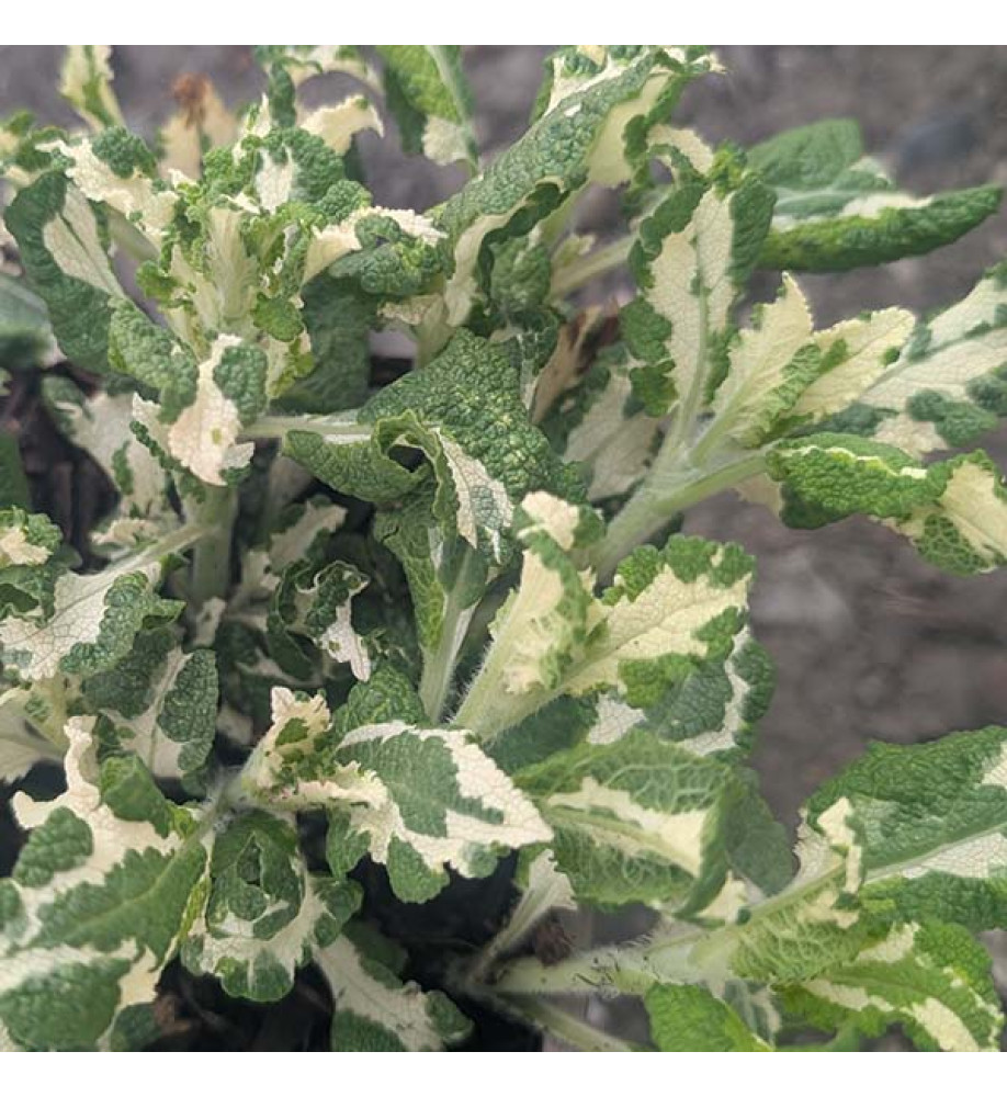 Salvia x digenea Stormy Night (AKA Salvia x superba Stormy Night)(1lt)
