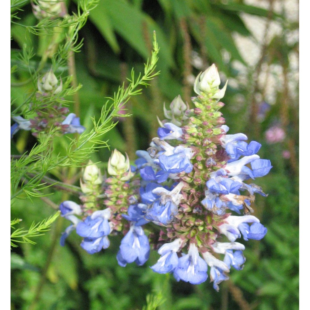 Salvia uliginosa (1lt)
