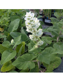 Salvia sclarea Vatican White (3lt)