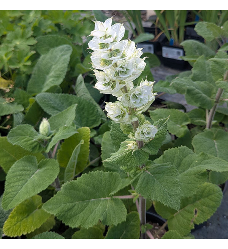 Salvia sclarea Vatican White (3lt)