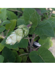 Salvia sclarea Vatican White (3lt)
