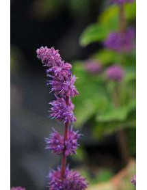 Salvia verticillata Purple Rain (1lt)