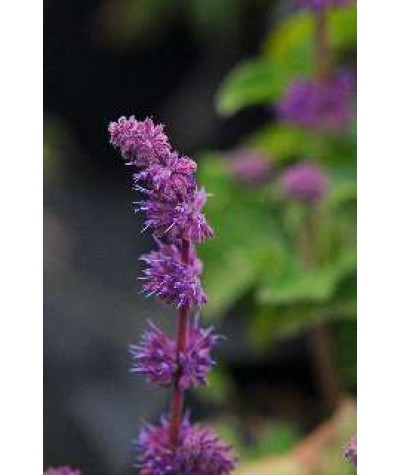 Salvia verticillata Purple Rain (1lt)