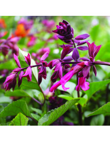 Salvia Wendy's Wish (1lt) Salvia Wendy's Wish (1lt)