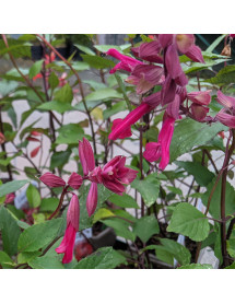 Salvia Wendy's Wish (1lt)