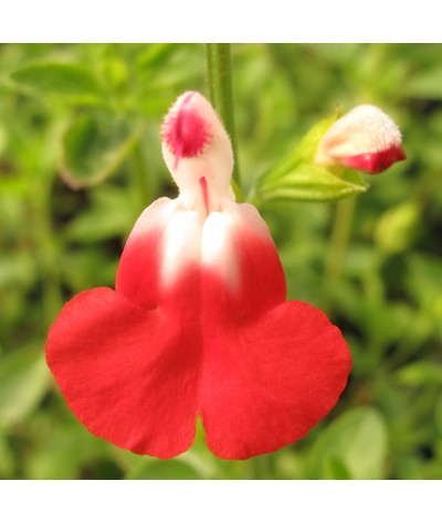 Salvia x jamensis (microphylla) Hot Lips (3lt)