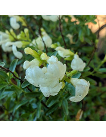 Salvia x jamensis La Luna (1.5lt)