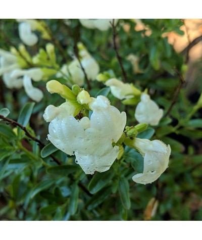Salvia x jamensis La Luna (1lt)