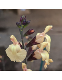Salvia x jamensis Yukon (1lt)