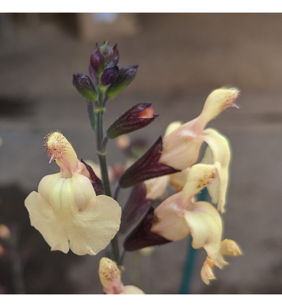 Salvia x jamensis Yukon (1lt)