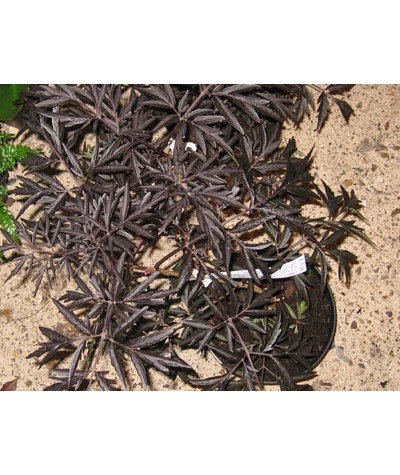 Sambucus nigra porphyrophylla Black Lace (Eva) (2lt)