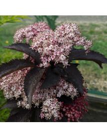 Sambucus nigra porphyrophylla Black Tower (7.5lt)