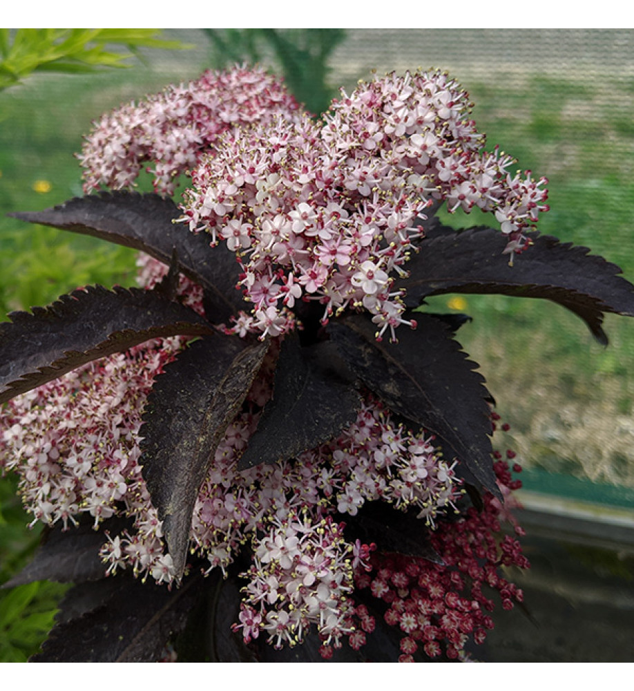 Sambucus nigra porphyrophylla Black Tower (7.5lt)