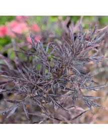 Sambucus nigra porphyrophylla Cherry Lace (4.5lt) Sambucus nigra porphyrophylla Cherry Lace (4.5lt)