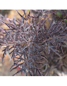 Sambucus nigra porphyrophylla Cherry Lace (4.5lt)