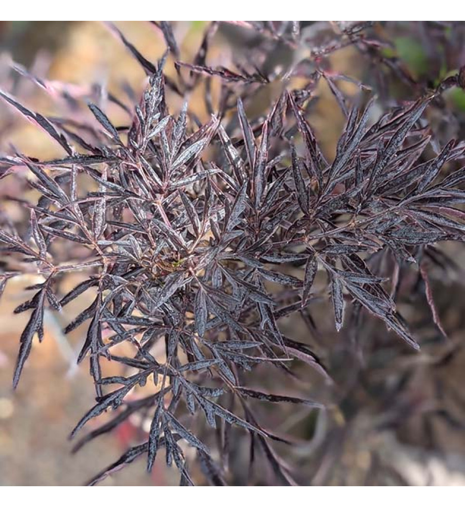 Sambucus nigra porphyrophylla Cherry Lace (4.5lt)