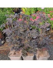 Sambucus nigra porphyrophylla Laced Up (4.5lt) Sambucus nigra porphyrophylla Laced Up (4.5lt)