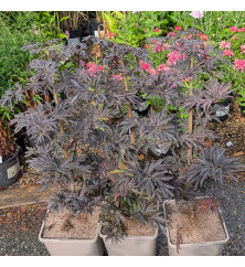 Sambucus nigra porphyrophylla Laced Up (4.5lt) Sambucus nigra porphyrophylla Laced Up (4.5lt)