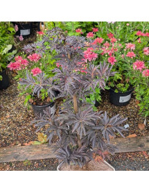 Sambucus nigra porphyrophylla Laced Up (4.5lt)