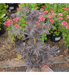 Sambucus nigra porphyrophylla Laced Up (4.5lt)