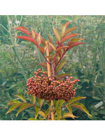 Sambucus Milk Chocolate (5lt)