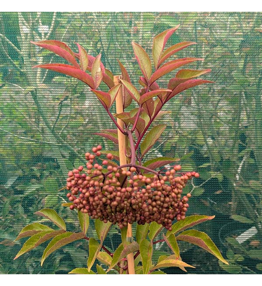 Sambucus Milk Chocolate (5lt)