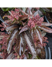 Sambucus nigra porphyrophylla Black Tower (2lt)