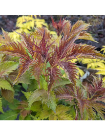 Sambucus nigra Serenade (3lt)
