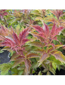 Sambucus nigra Serenade (3lt)