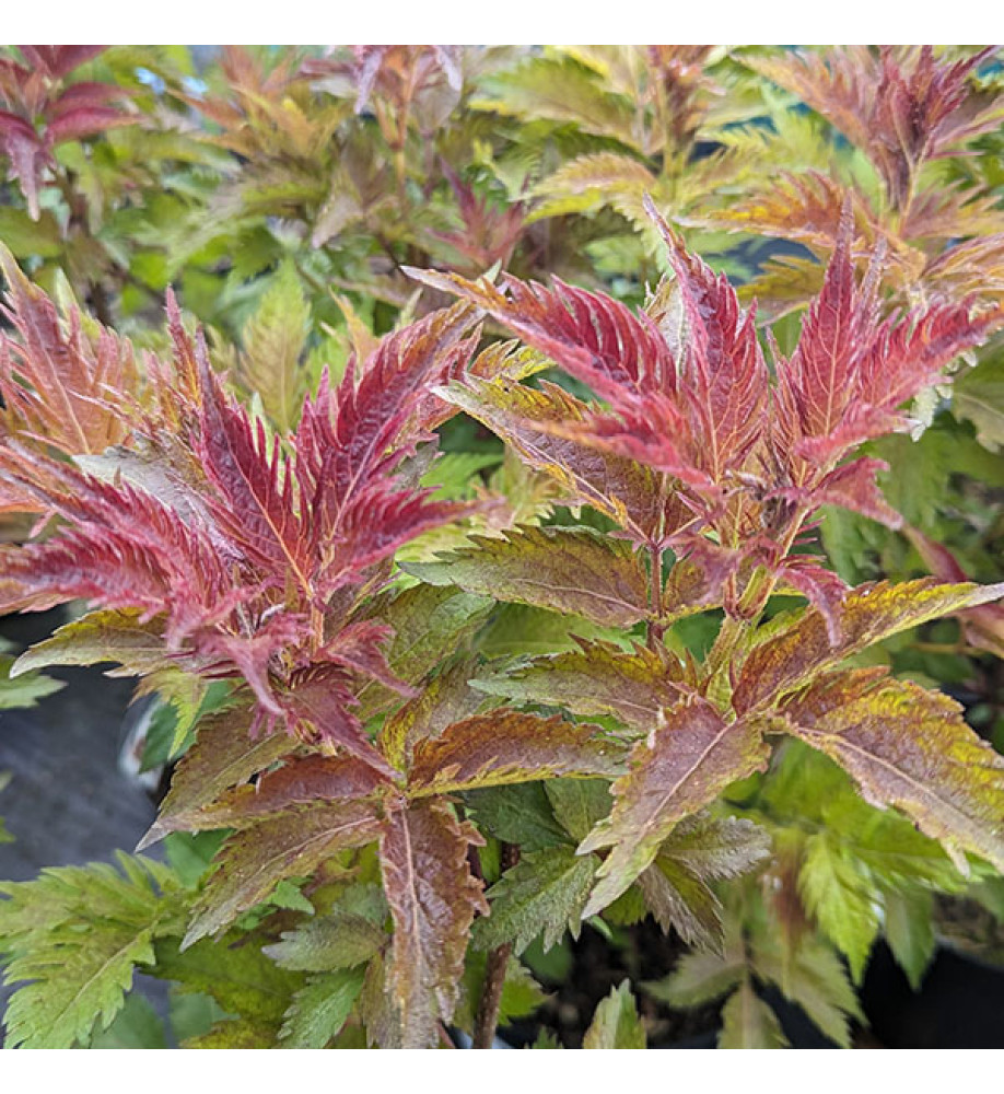 Sambucus nigra Serenade (3lt)